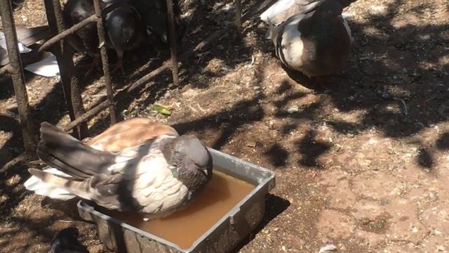 Если купили или обменяли голуба, принесли и обычно... смотреть онлайн