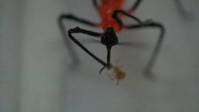 Hunt of the Assassin смотреть онлайн