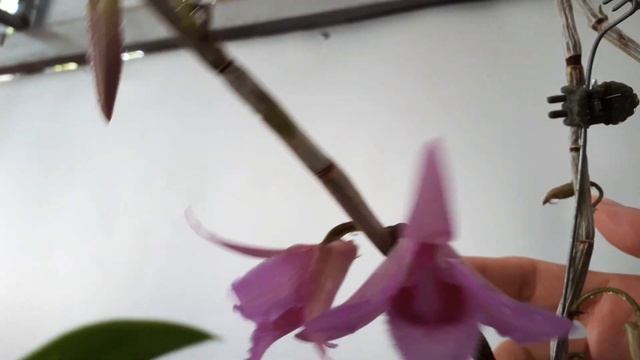 Giả hạc hoa hồng đỏ смотреть онлайн