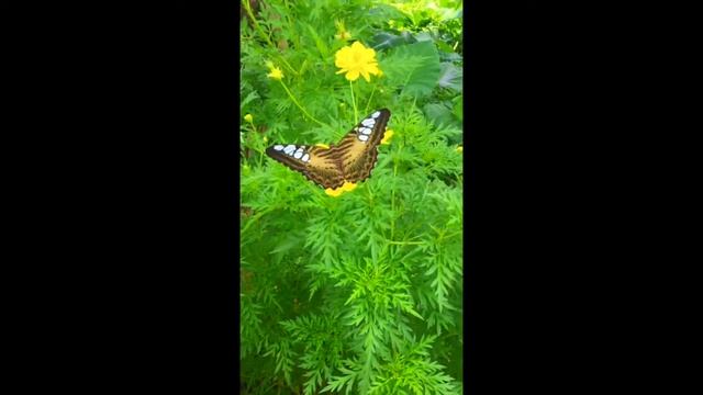 Clipper Butterfly смотреть онлайн