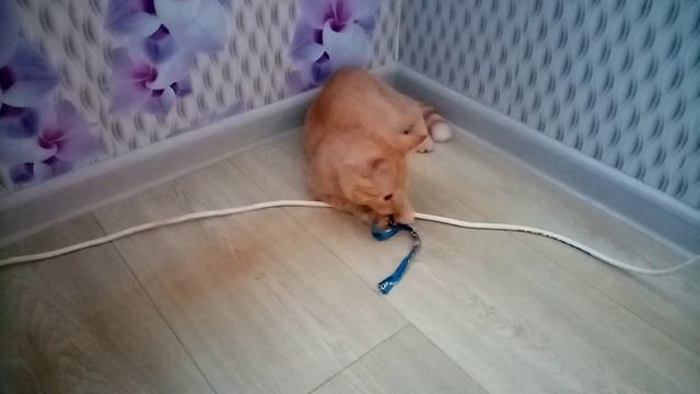 Рыжик сам себя поставил в угол.Ginger put himself in a corner. смотреть онлайн