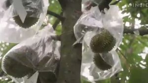 .. Что мы знаем про тропический фрукт Дуриан.....