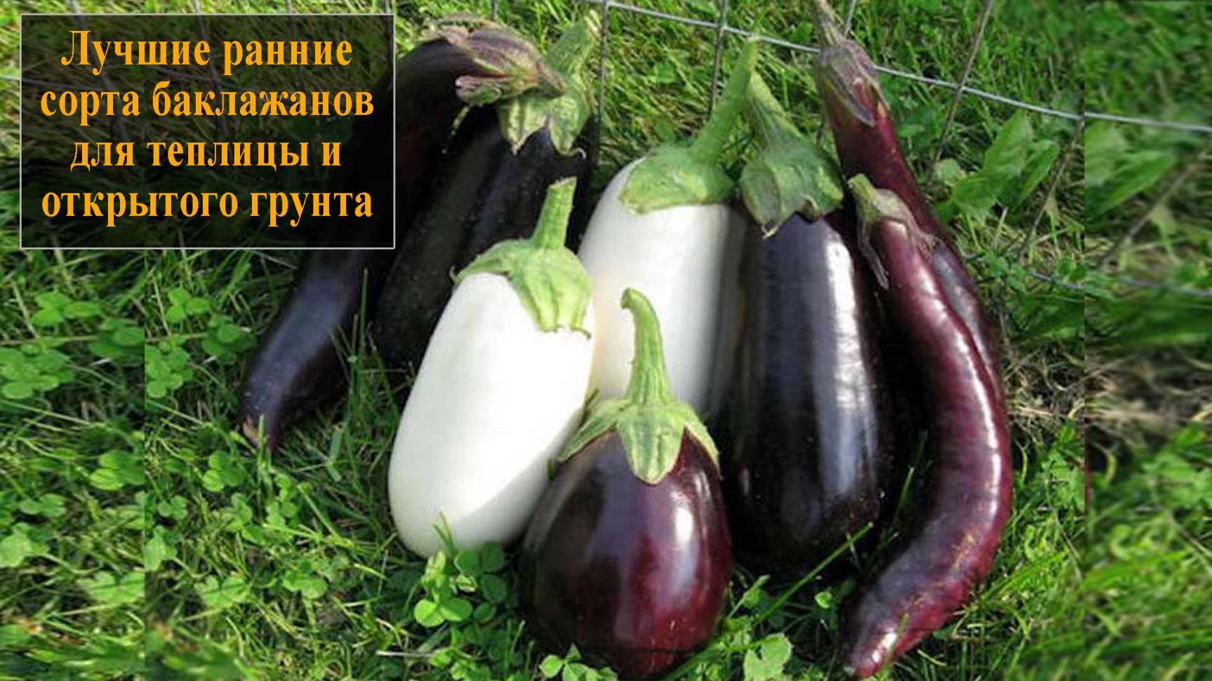Лучшие ранние сорта баклажанов смотреть онлайн