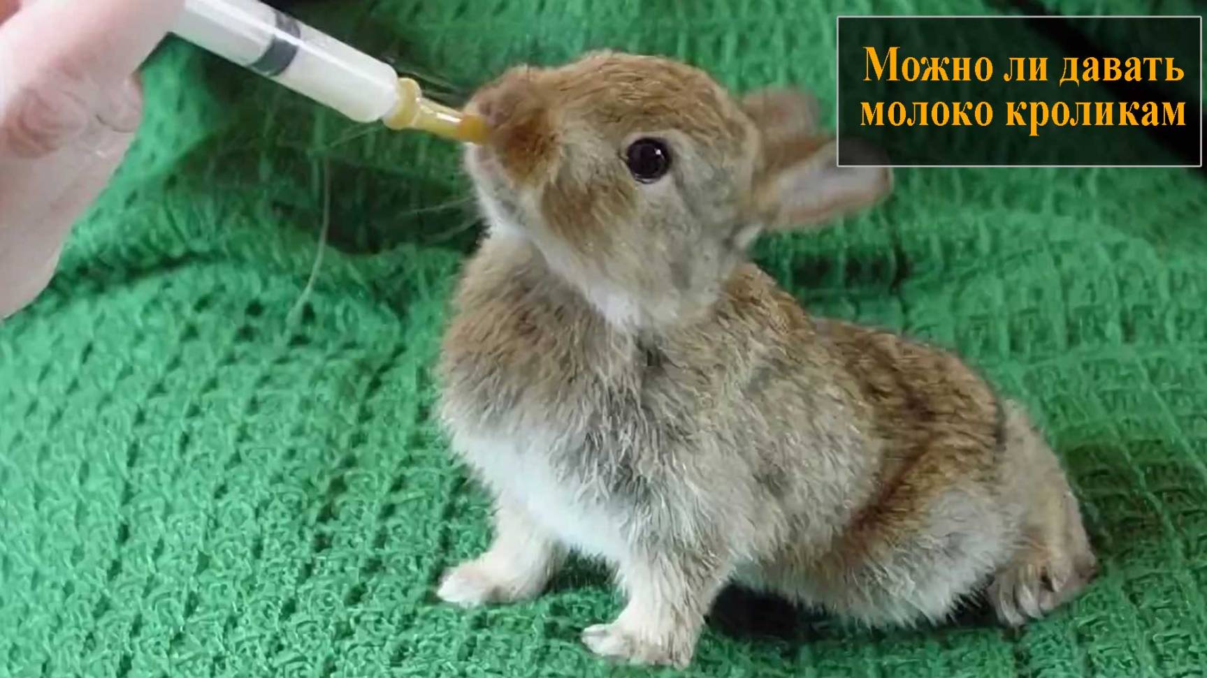 Можно ли давать молоко кроликам смотреть онлайн
