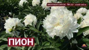 Пион Brother Chuck. Цветение 2022 года / Сад Ворошиловой