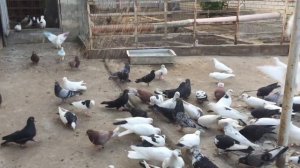 #Pigeons.Почему голубка не несётся.