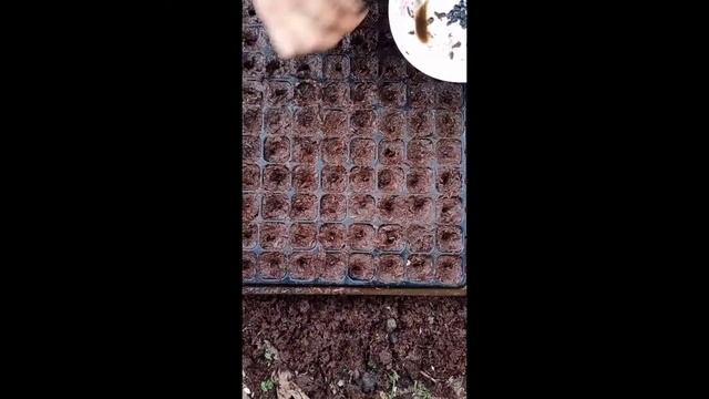 HOW TO PLANT PASSION FRUIT Purple Sweet | HOW TO PROPAGATE. When to Harvest смотреть онлайн