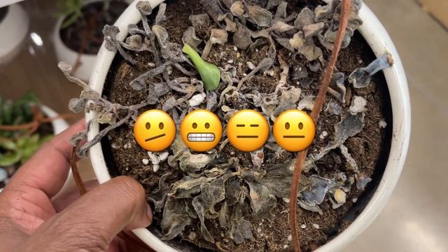 307: Plant Shopping VLOG | Walmart Garden Center & Lowe's | It's Too Hot🔥The Plants Are Suffering смотреть онлайн