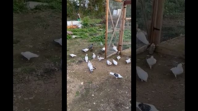 Армянские голуби.. Голуби Усуба во Франции смотреть онлайн