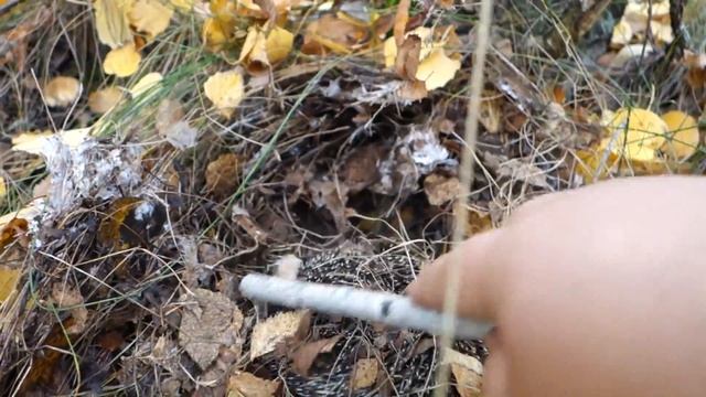 Лес Паниковец. Грибов нет. смотреть онлайн