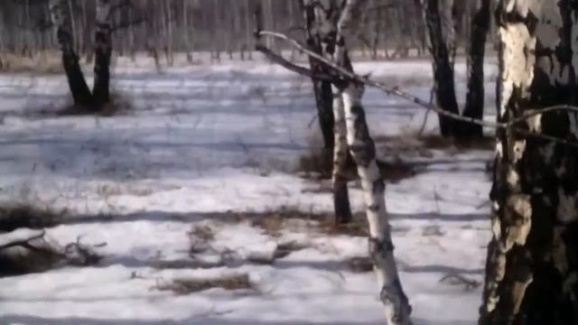Сайга 12 К. Рубим деревья без топора. смотреть онлайн