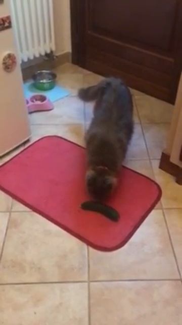 Кошка не боится огурца смотреть онлайн
