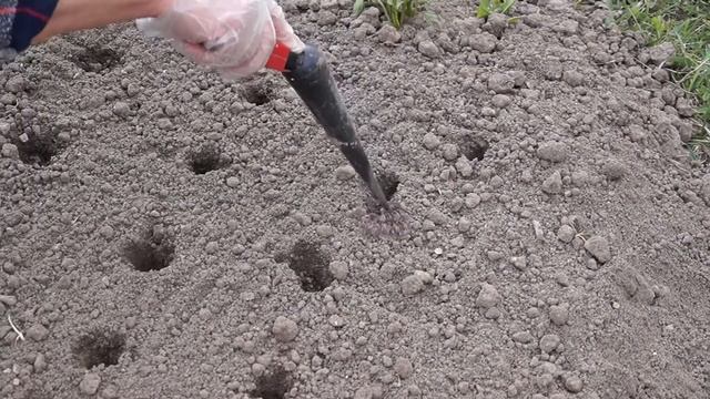 Делают ямки на грядке специальным инструментом, рабочие моменты посева смотреть онлайн
