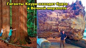 Гиганты Каури, Новая Зеландия, находят будто в Вечной мерзлоте