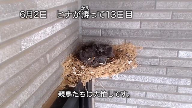 ツバメの巣まとめ 〜産卵から巣立ちまで〜 / 巣立ちの瞬間がこんな結末になろうとは…… смотреть онлайн