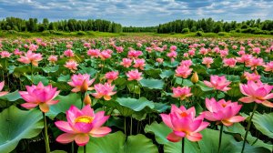 Астраханские лотосы: Легенда дельты Волги