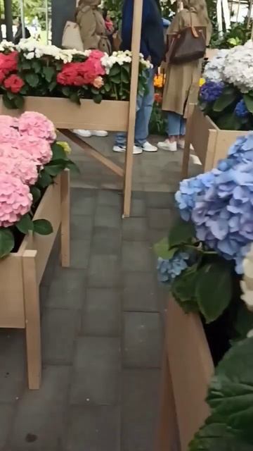 Нідерланди, гортензії у парку "Койкенхоф" #keukenhof #gortensia #holland смотреть онлайн