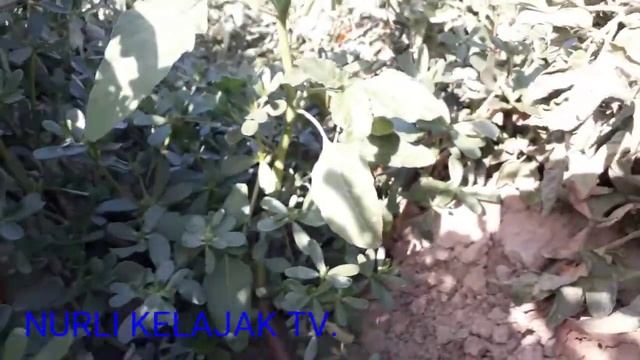 помидор хосили смотреть онлайн