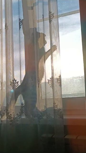 Изучает окно