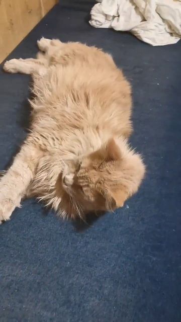 монастырский кот абрикос! смотреть онлайн
