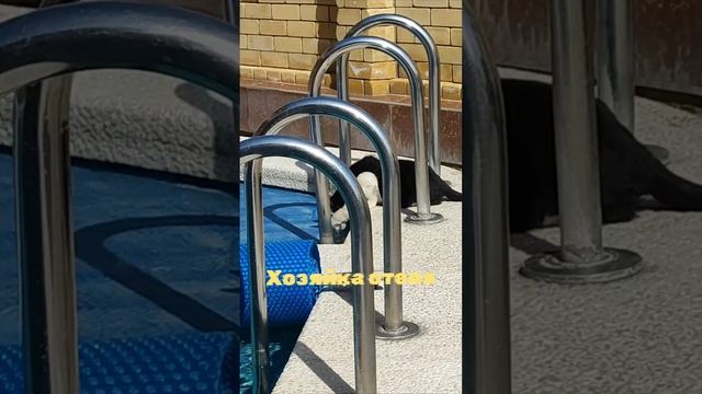 Кошка везде хозяйка немножко. смотреть онлайн