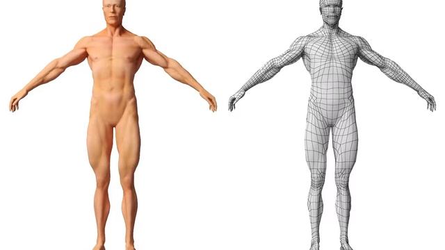 Human Body base mesh смотреть онлайн