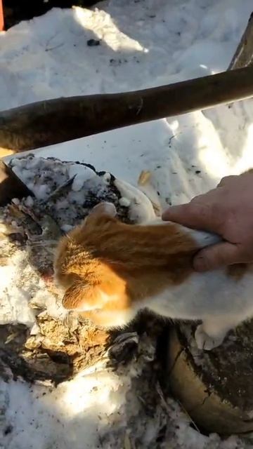 Дали коту рыбку