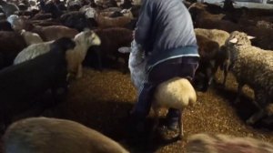 Иди Курбан-байрам Муборак👉👉 🐑🐏