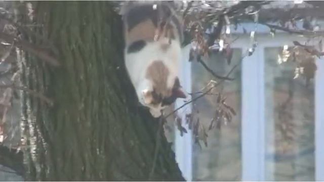 Кошка Маня на дереве)-Остросюжетный кошачий фильм. смотреть онлайн