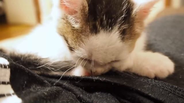 おでこを触らせない子猫とどうしても触りたい家主の戦いの火蓋が切って落とされた！！【赤ちゃん猫】【保護猫　子猫】 смотреть онлайн