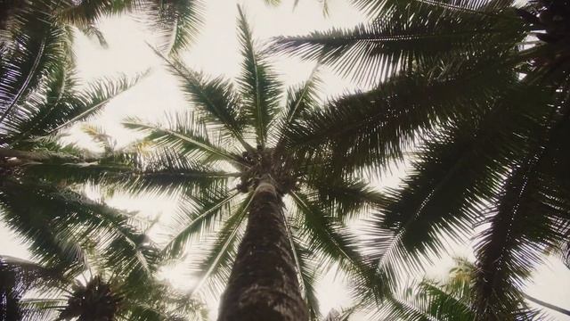 Tropic Colour Grading Contest смотреть онлайн
