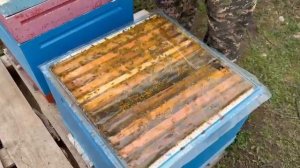 Пчеломатки с изолированного облётника в 2025 году