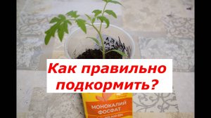 Первая подкормка томатов после пикировки