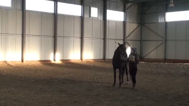 41. Уроки верховой езды. Практические аспекты работы с лошадью. «Техники приучения» смотреть онлайн