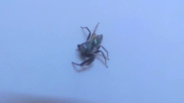 Fighting spiders - Shocking смотреть онлайн
