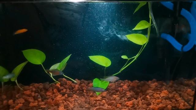 V21 | Cichlids & Pothos Plant | My kind of weekend смотреть онлайн