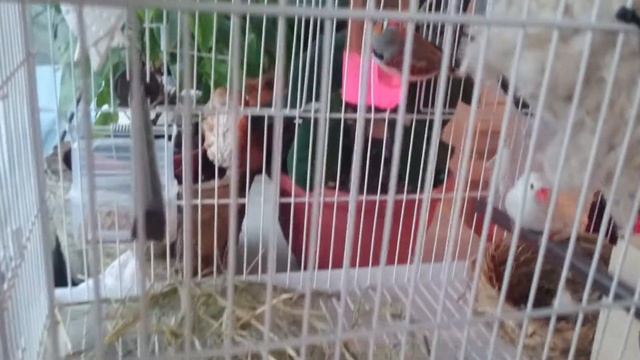 Знакомство с амадинами смотреть онлайн