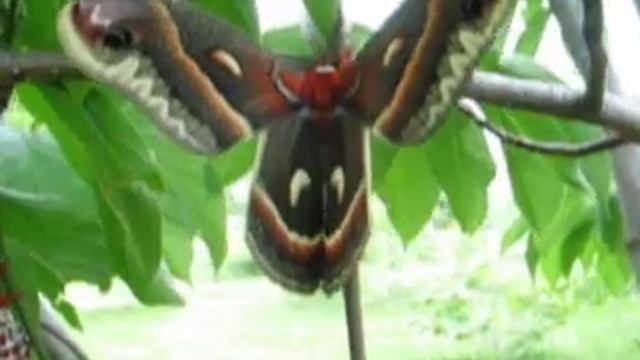 Cecropia Moths смотреть онлайн