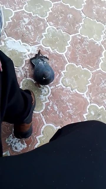 гоша скоро соревнования 23 будут больше роликов смотреть онлайн