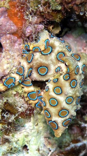 अरे ये blue blue है क्या चीज़ ?🤔😲 @fact @short @shorts @trendingvideo смотреть онлайн