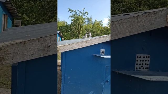 новая партия ЛЕНИНАКАНЦЕВ готовятся к тренировкам. смотреть онлайн