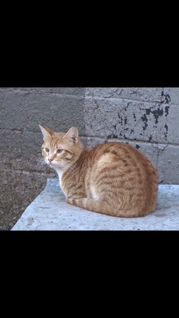 Из жизни котов смотреть онлайн