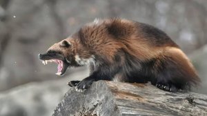 Росомаха: Как маленький хищник стал легендой леса