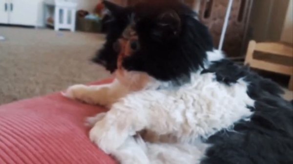 CHASE. CAT WITHOUT A FACE