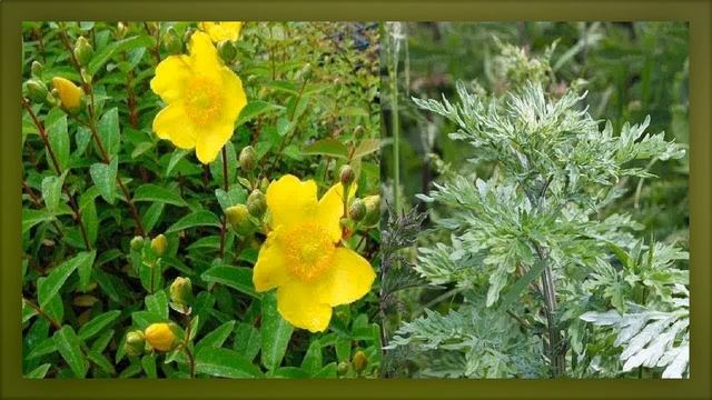 Artemisa Para Que Sirve / Artemisia Annua Propiedades смотреть онлайн