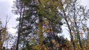 Самодельный, не дорогой, переносной лабаз