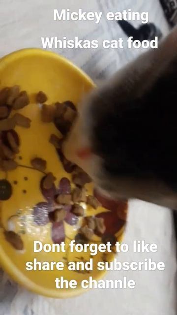 little kitten eating whiskas cat food||| don't forget to like share and subscribe the channel☺️☺️ смотреть онлайн