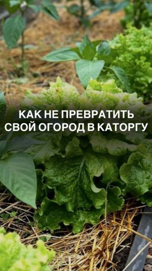 Как не превратить свой огород в каторгу #листовойсалат
#салатлистовой
#зеленьвтеплице
#семенасалата