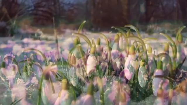 Подснежники смотреть онлайн