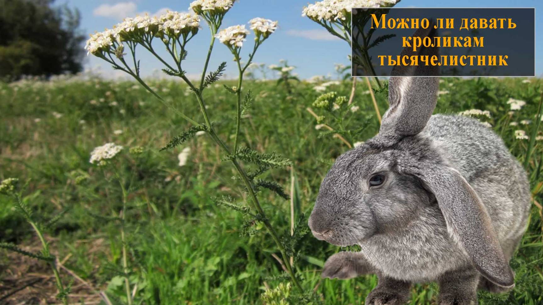 Можно ли давать кроликам тысячелистник смотреть онлайн